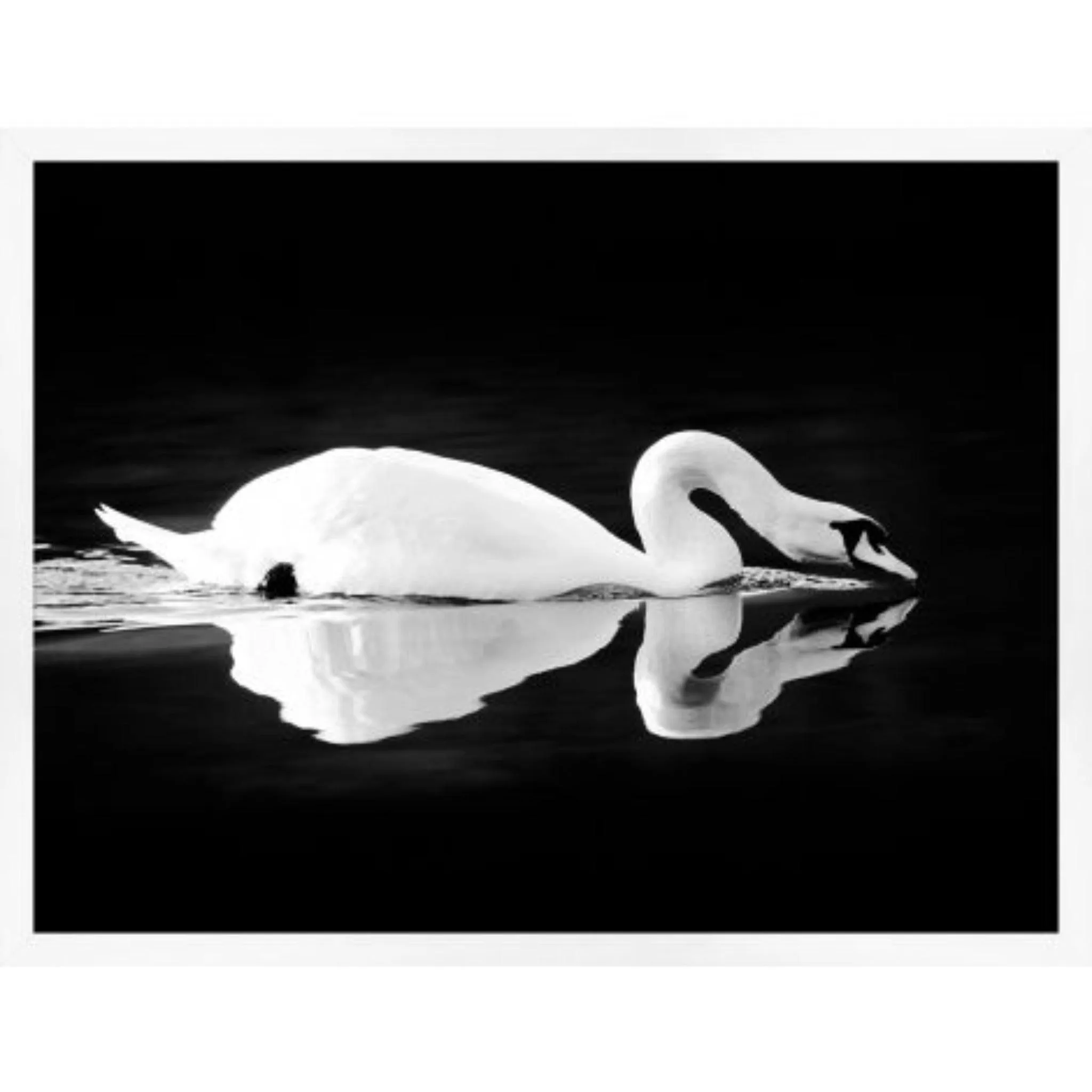 Gliding Swan